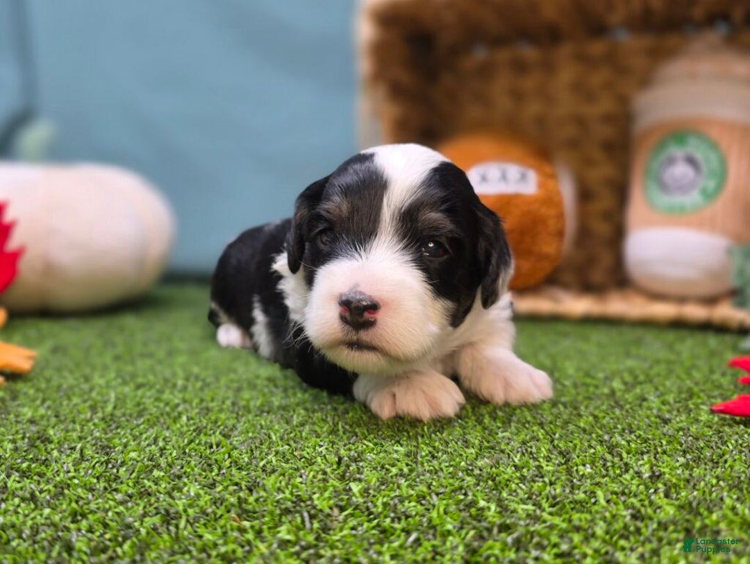 Mini Bernedoodle dogs for sale: Theo - Ad 4