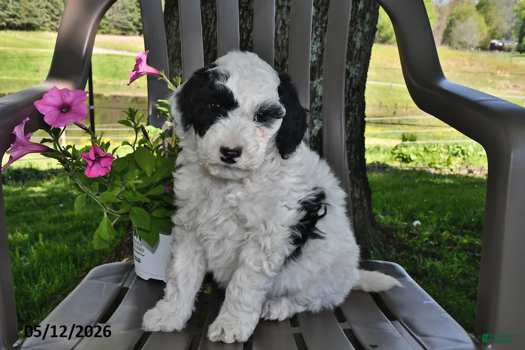 Goldendoodle dogs for sale: Leo - Ad 2