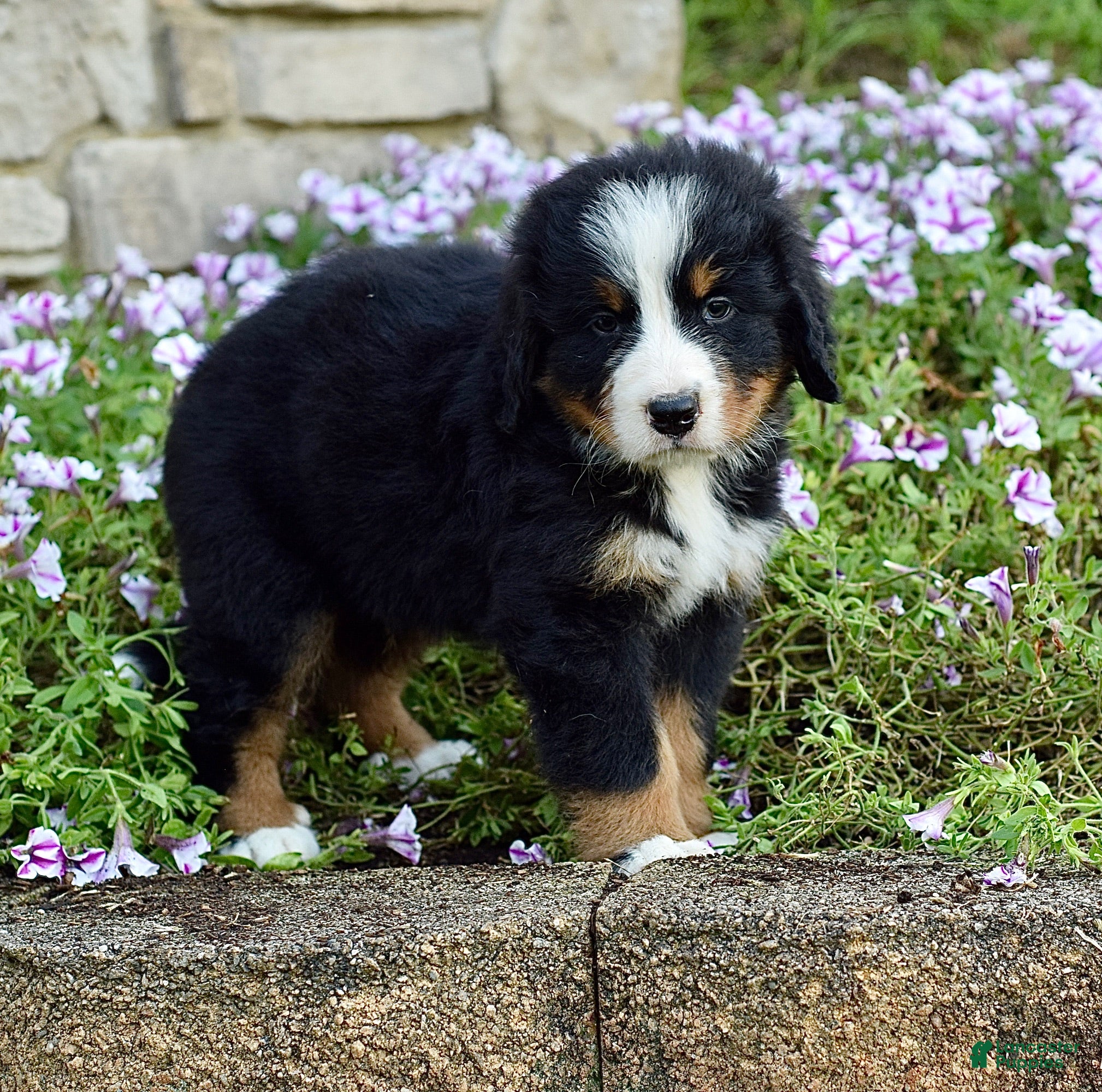 Bernese Mountain Dog dogs Mr. Barkley - Ad 2