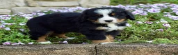 Bernese Mountain Dog dogs for sale: Mr. Barkley - Ad 2