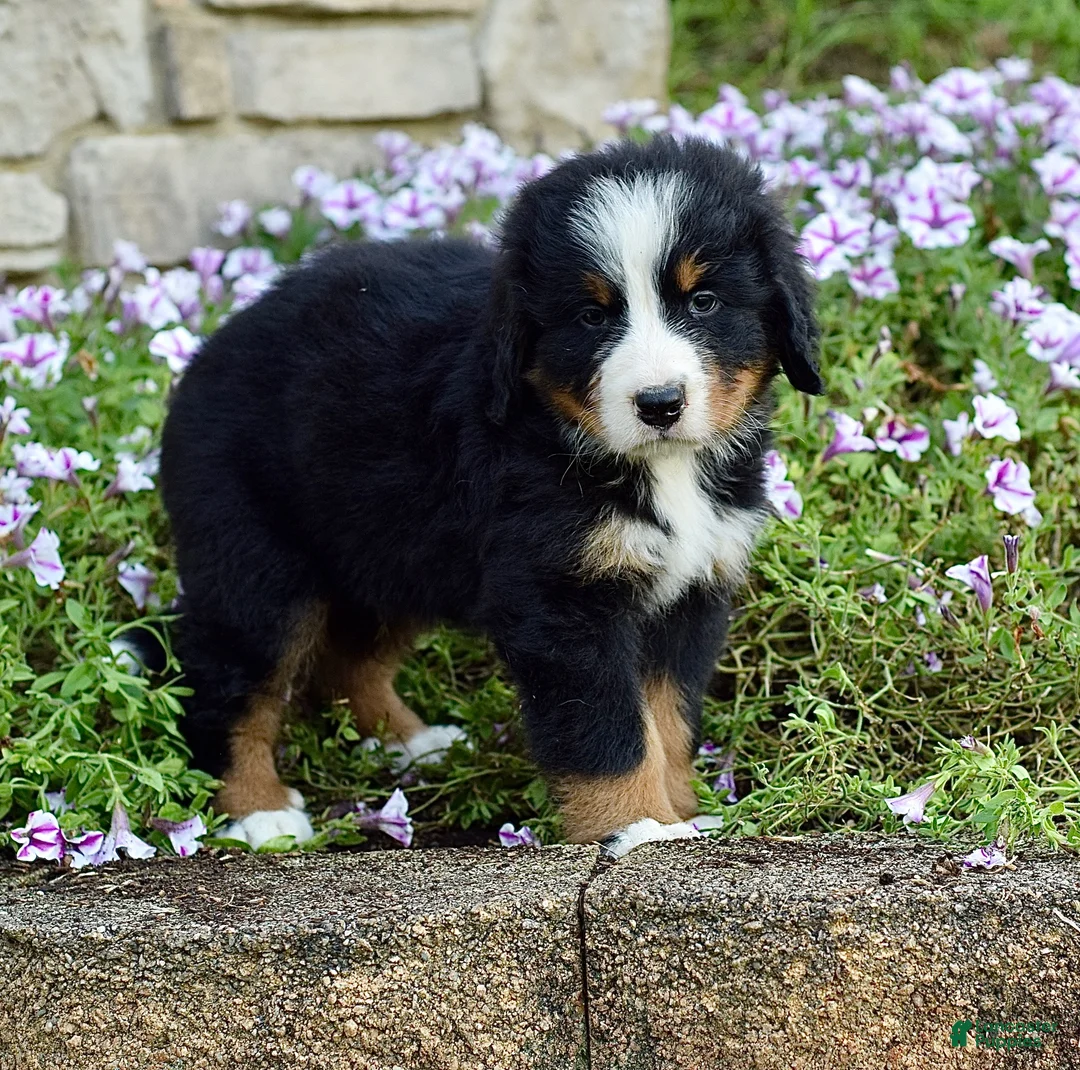 Bernese Mountain Dog dogs for sale: Mr. Barkley - Ad 2