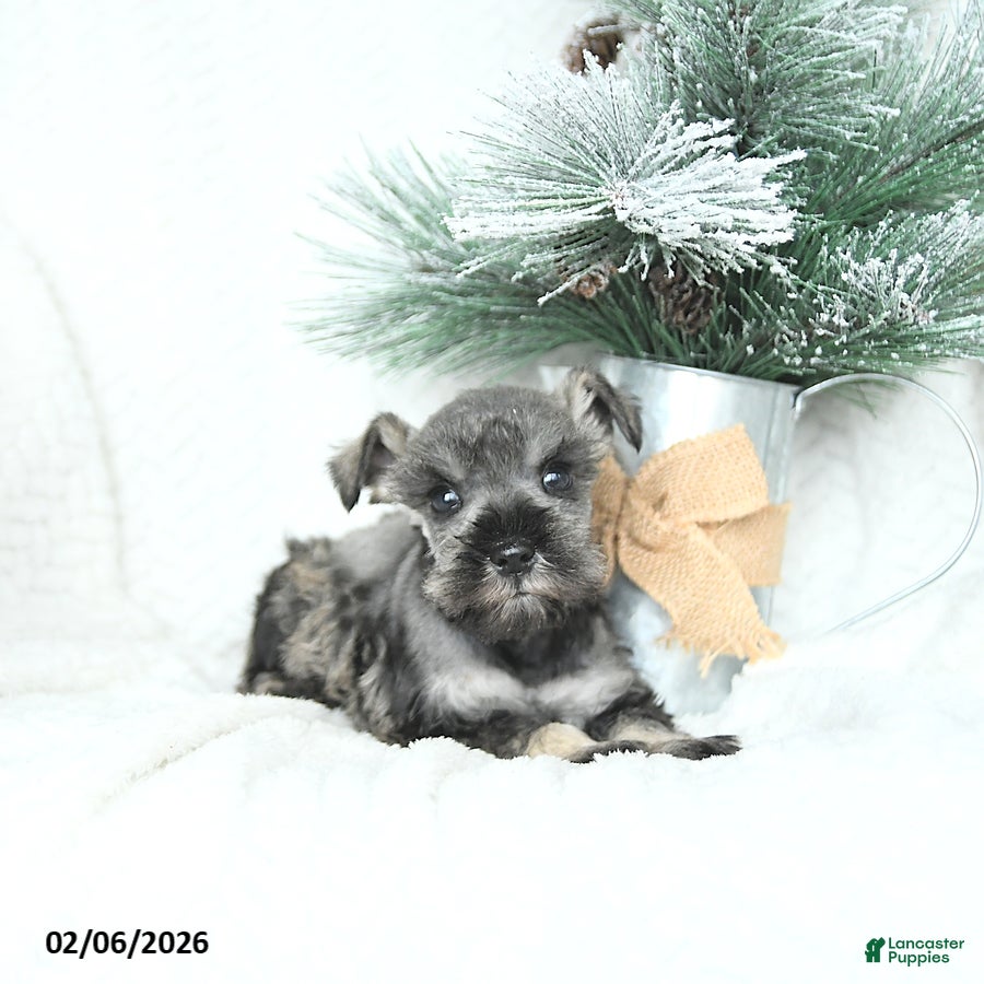 Miniature Schnauzer dogs Malyk - Ad 2
