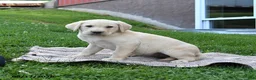 Labrador Retriever dogs for sale: Gunner - Ad 1