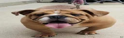 English Bulldog dogs for sale: English Bulldog 1 - Ad 3