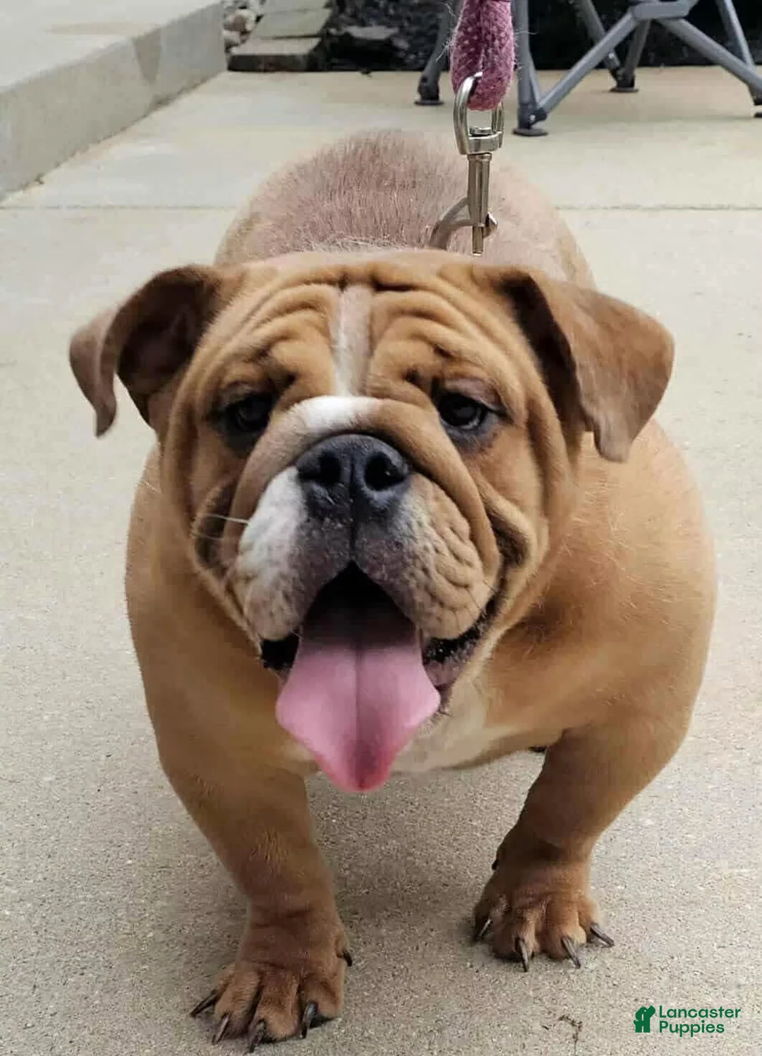 English Bulldog dogs for sale: English Bulldog 1 - Ad 3
