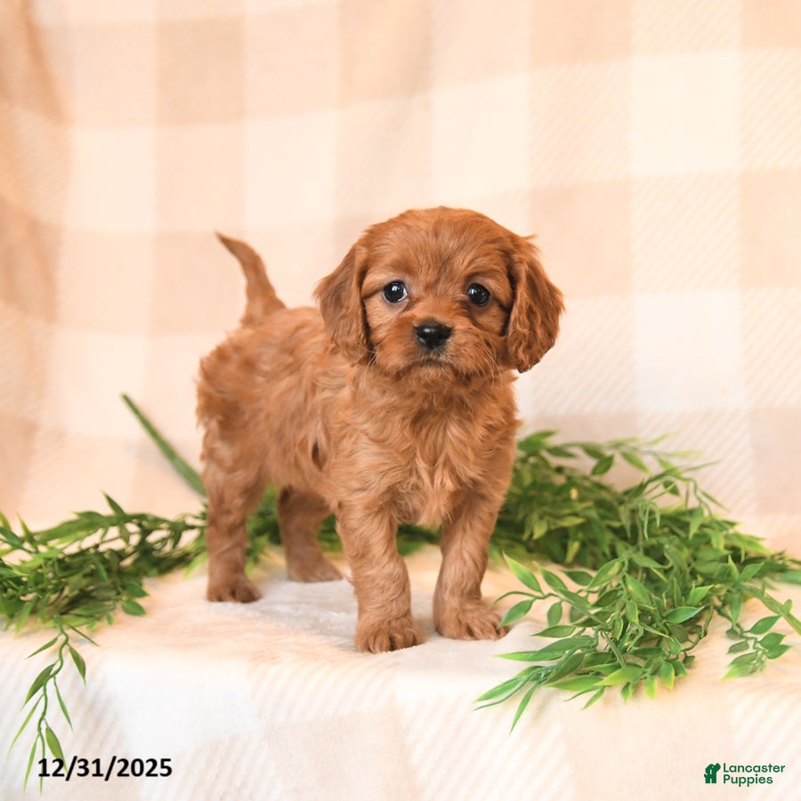 Cavapoo dogs Carlie - Ad 27