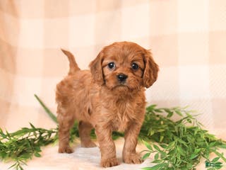Cavapoo dogs Callie - Ad 21