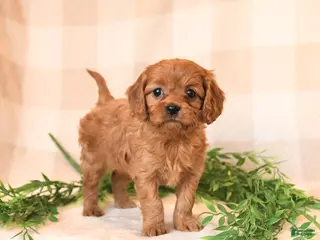 Cavapoo dogs Callie - Ad 17