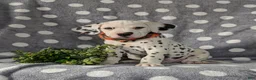 Dalmatian dogs for sale: Kagan - Ad 4