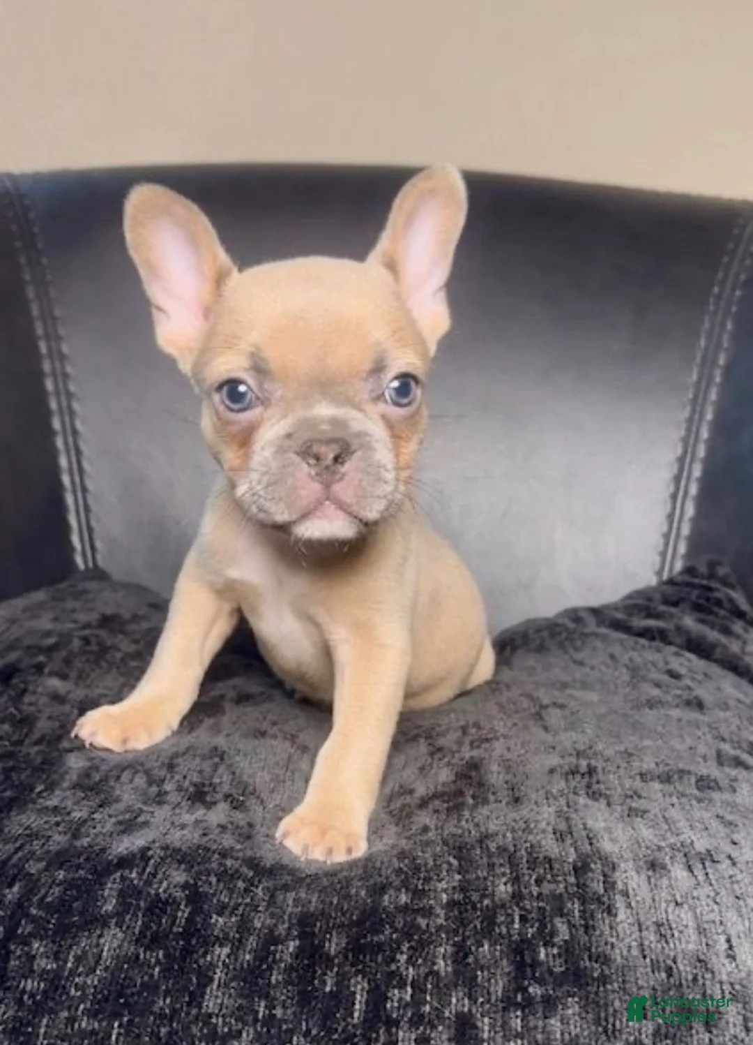 French Bulldog dogs for sale:  Alfie - Ad 1