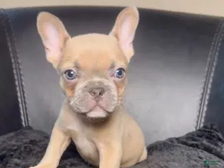 French Bulldog dogs Alfie - Ad 20