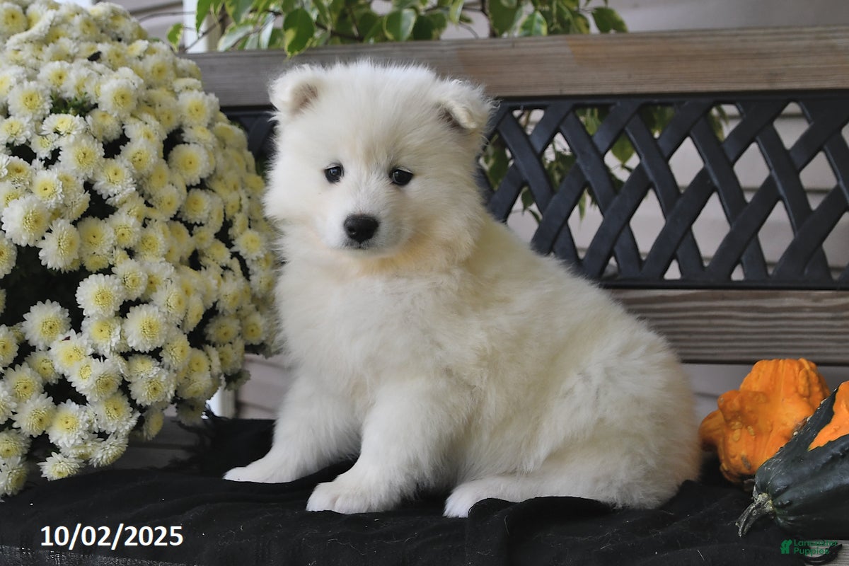 Puppies For Sale Show Me A Samoyed Dog Family Two Samoyed Dogs