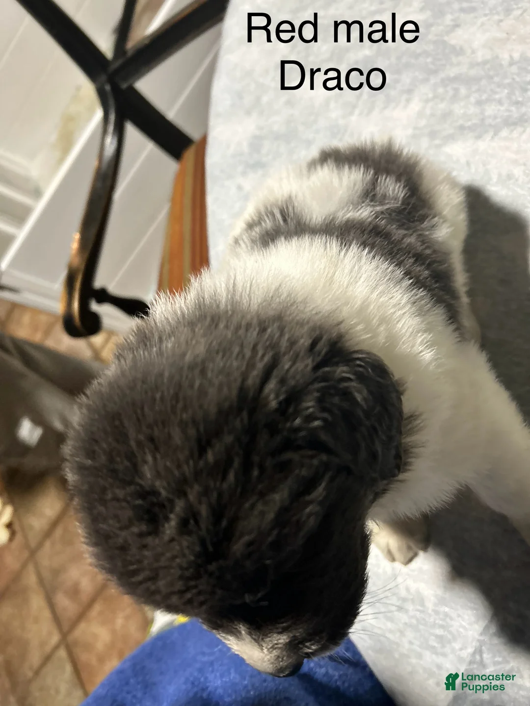 Mixed Breed dogs for sale: Mixed Breed Puppy 3 - Ad 2