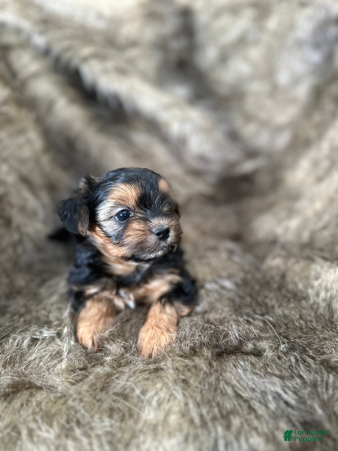 Shorkie dogs for sale: Camryn - Ad 4