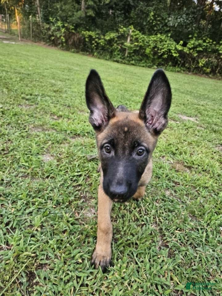 Mixed Breed dogs Bunny - Ad 1