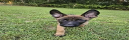Mixed Breed dogs for sale: Bunny - Ad 1