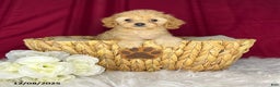 Cavapoochon dogs for sale: Shirley - Ad 2