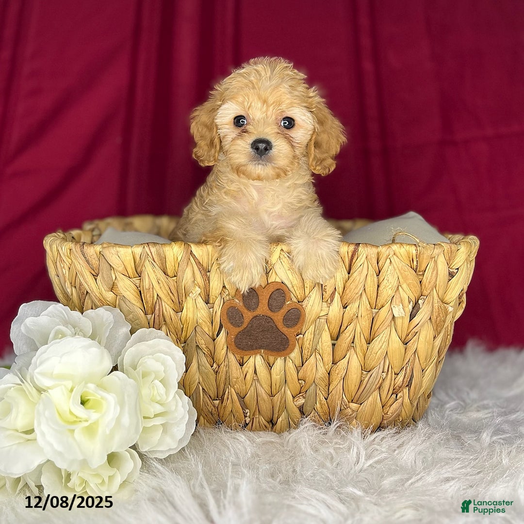 Cavapoochon dogs for sale: Shirley - Ad 2