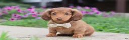 Miniature Dachshund dogs for sale: Grace - Ad 13
