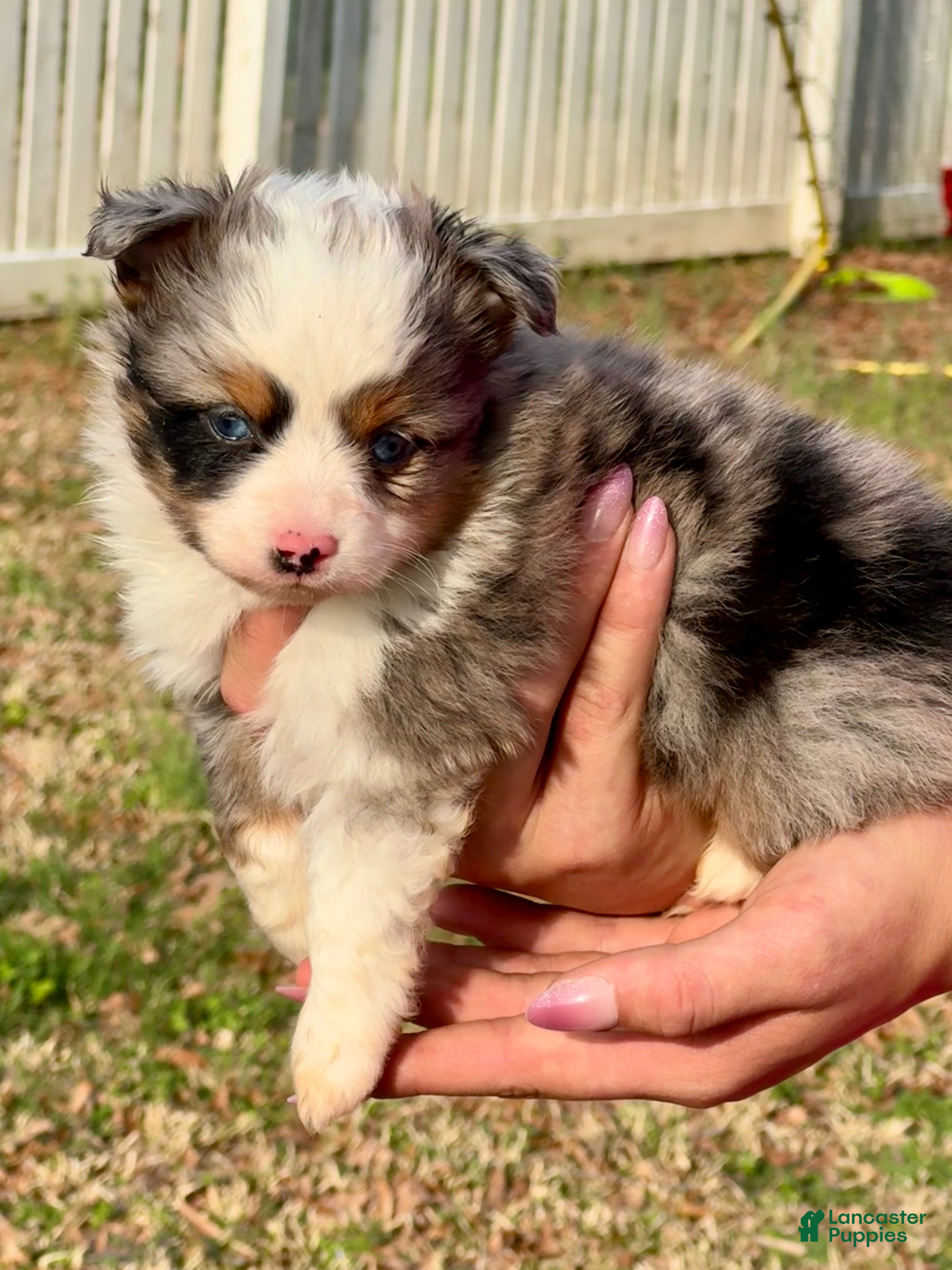 Toy Australian Shepherd dogs Blue - Ad 6