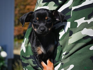 Chihuahua dogs - Ad 18