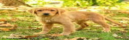 Golden Retriever dogs for sale: Dhanna - Ad 5