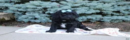 Cavapoo dogs for sale: Randall - Ad 5
