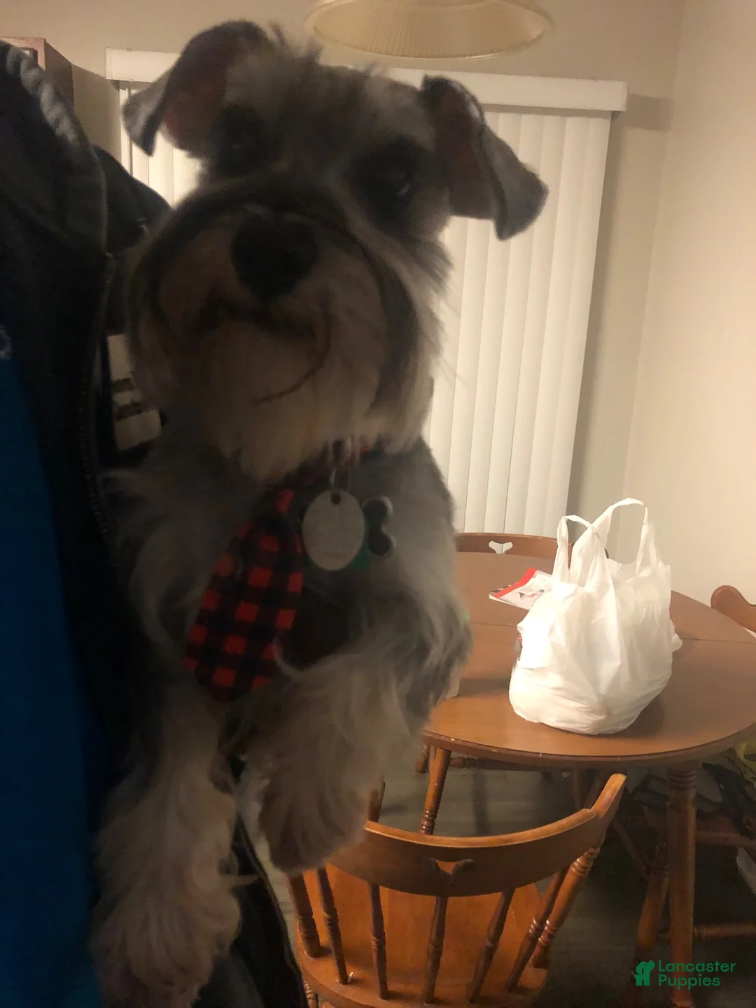 Miniature Schnauzer dogs for stud: Gotti - Ad 8