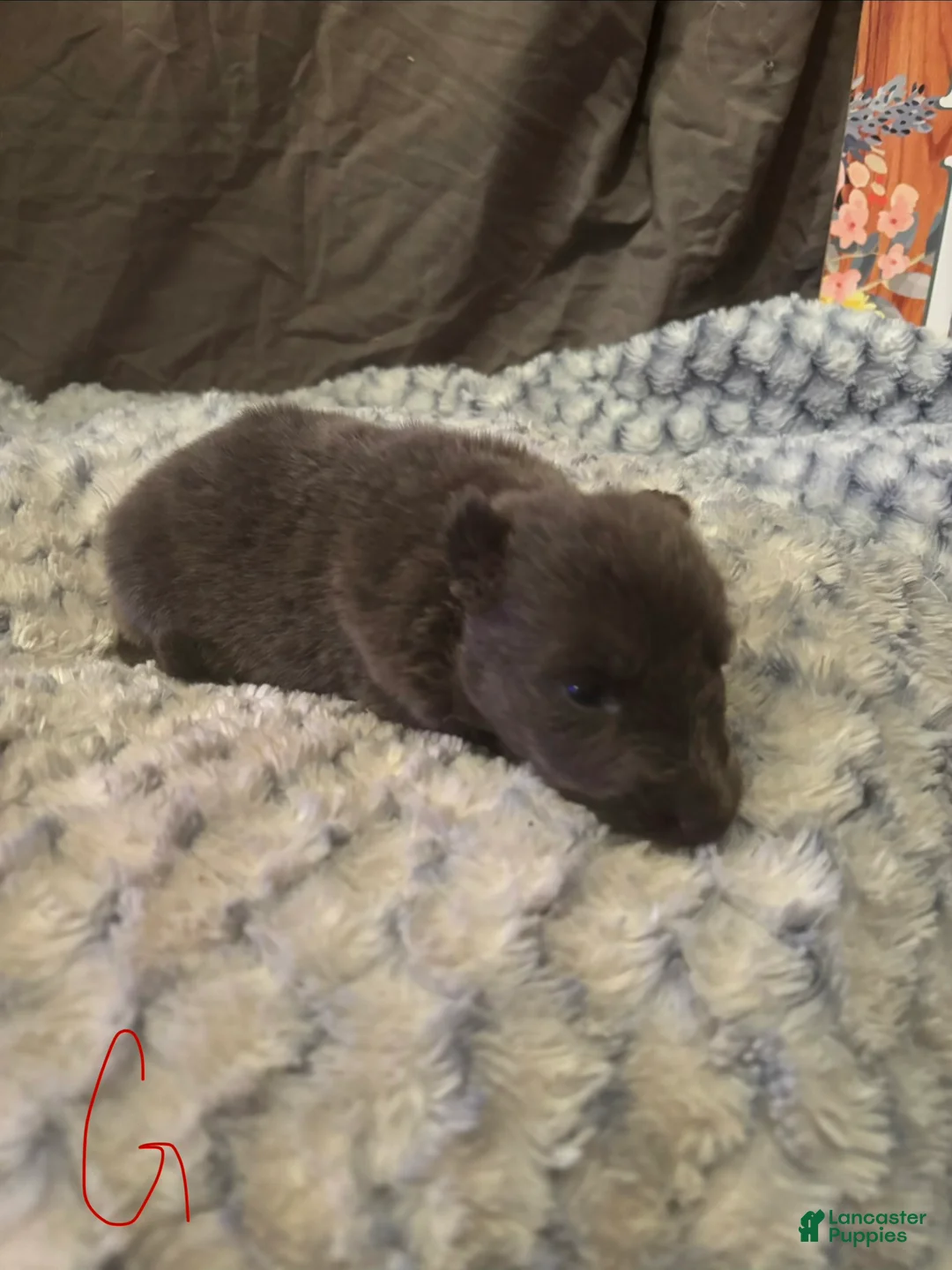 German Shepherd dogs for sale: Girl 4 - Ad 2