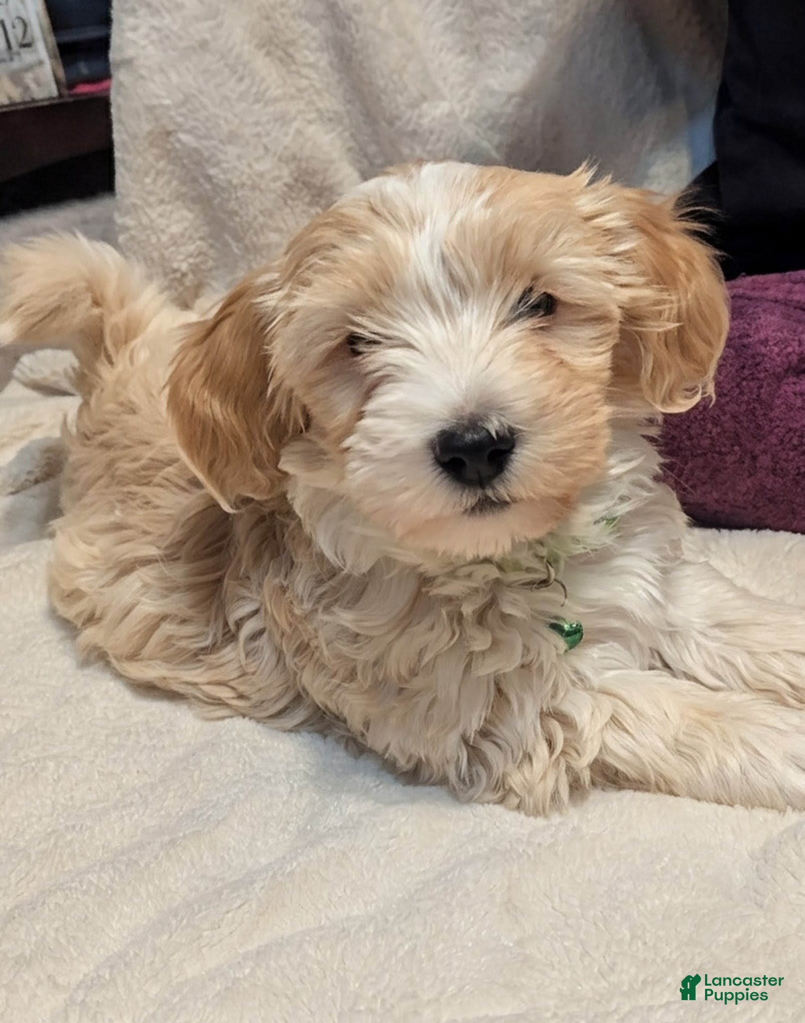 Havapoo dogs Rocket - Ad 21