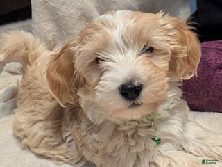 Havapoo dogs Rocket - Ad 34