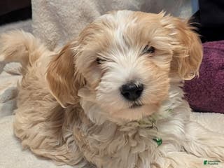 Havapoo dogs Rocket - Ad 35