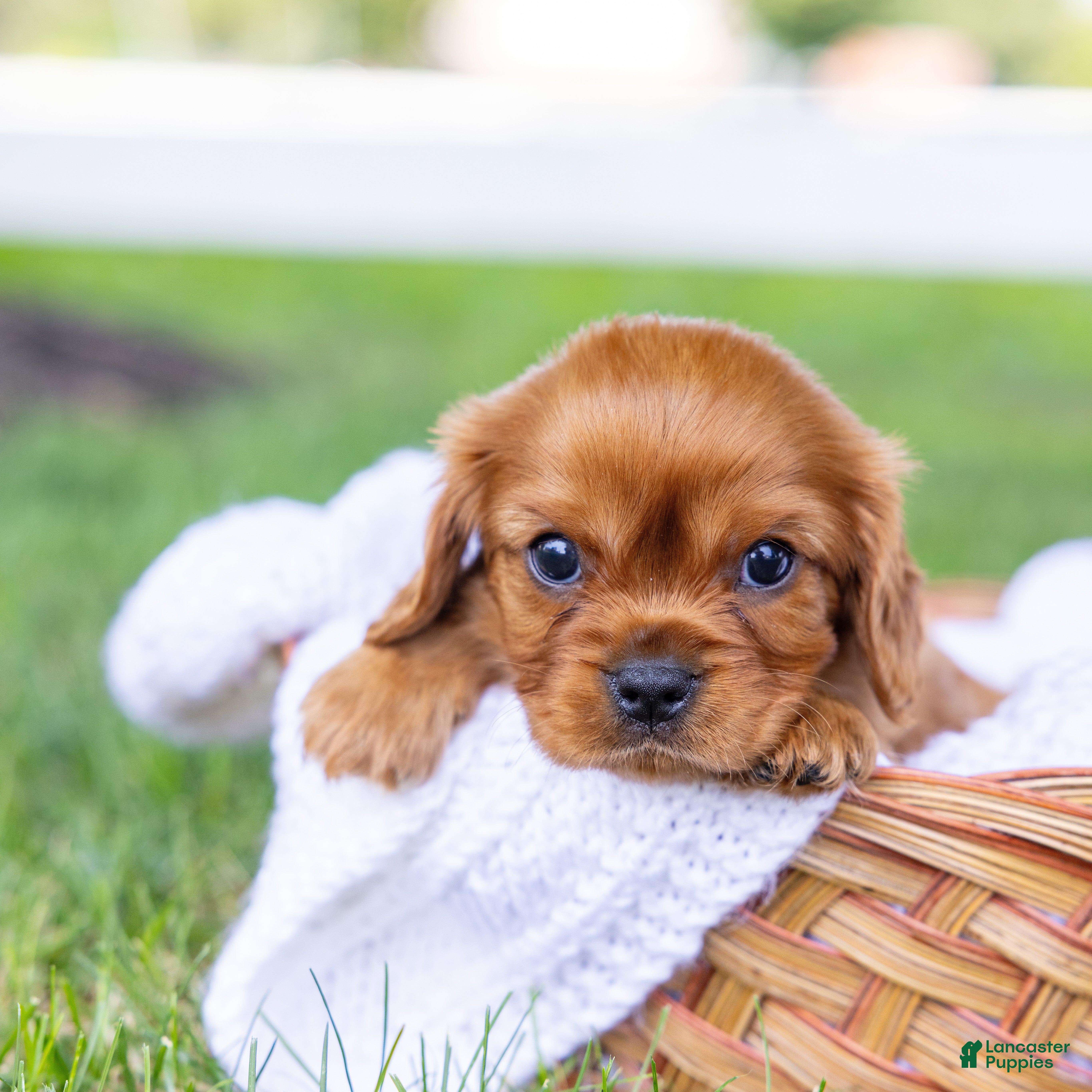 Cavalier King Charles Spaniel dogs Porky - Ad 2