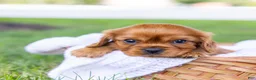 Cavalier King Charles Spaniel dogs for sale: Porky - Ad 8