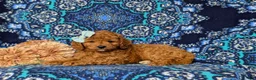 Mini Goldendoodle dogs for sale: Taylor 9 lbs Full Grown - Ad 4