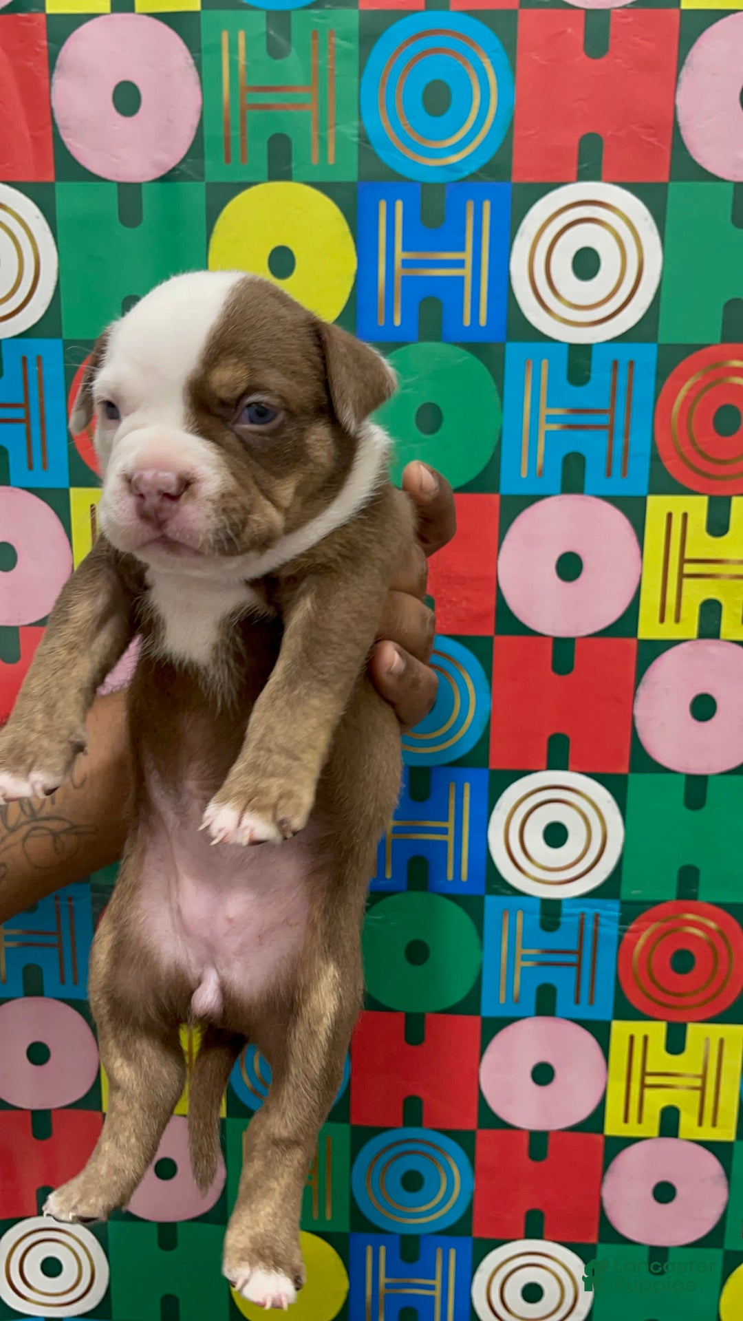 Gallery Image {{count}}