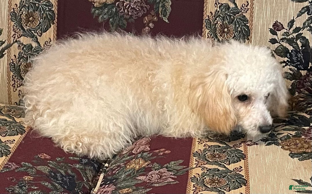 Toy Poodle dogs for sale: Leon - Ad 5