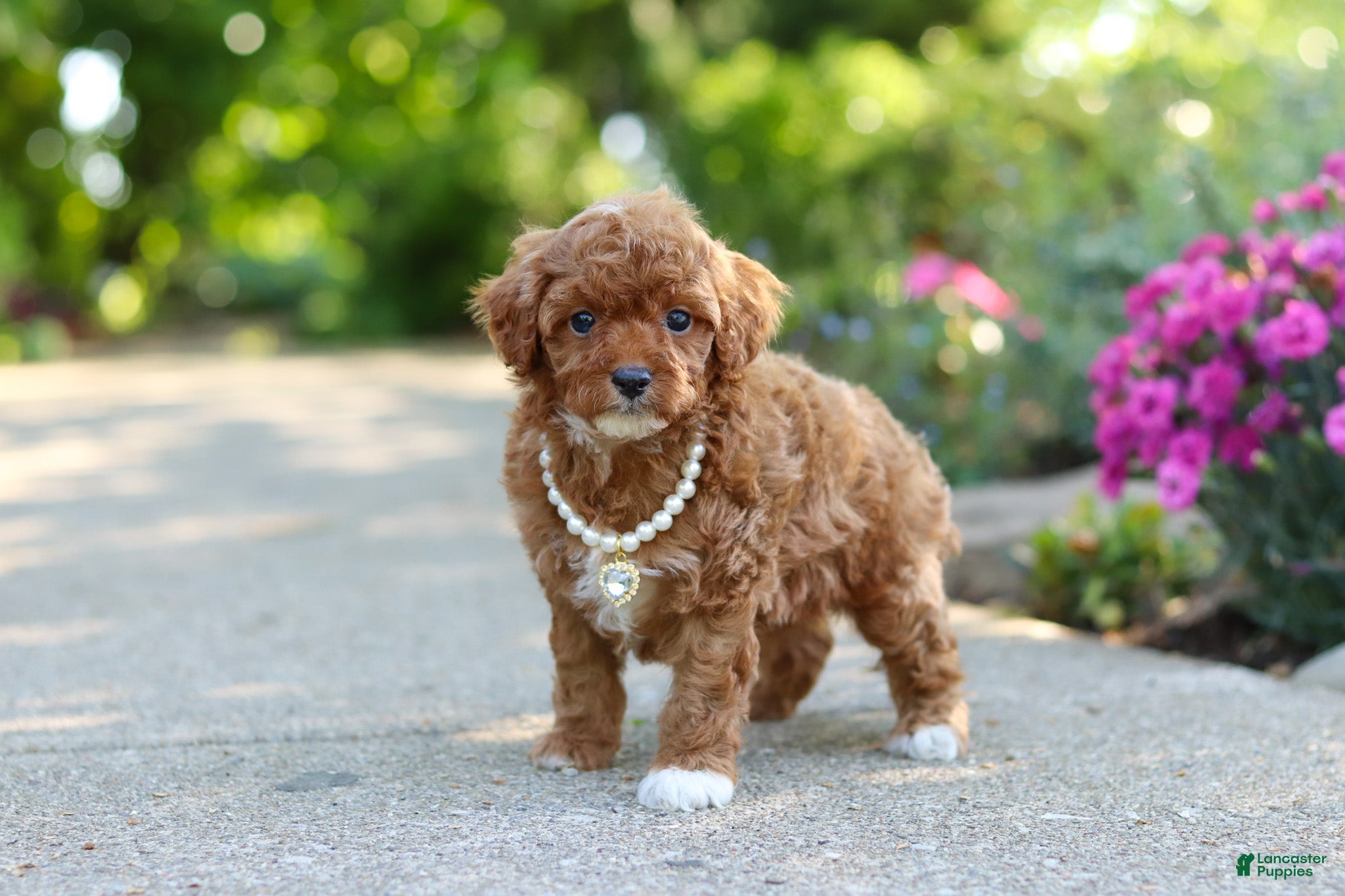 Cavapoo dogs for sale: Maggie - Ad 2