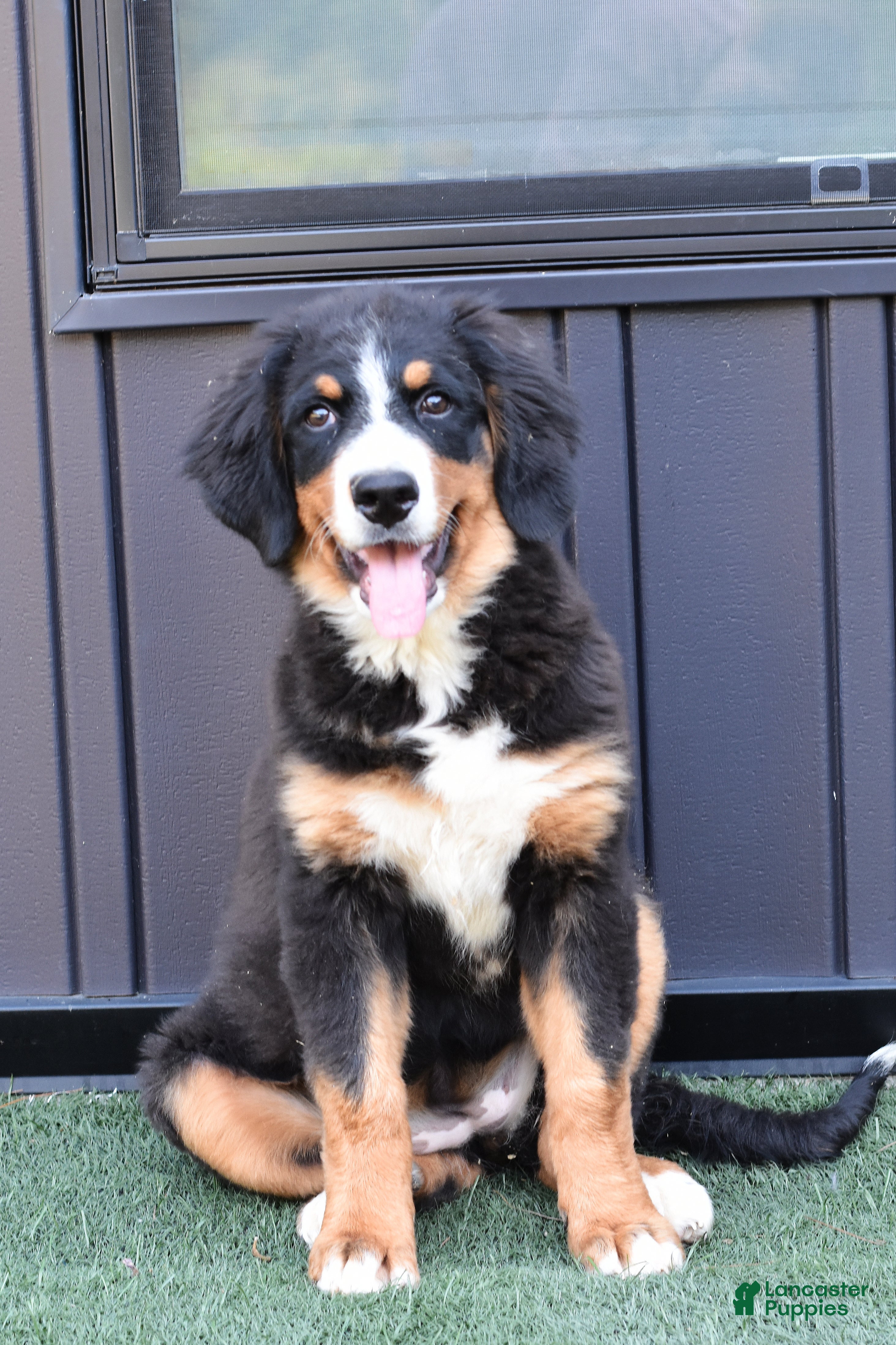 Bernese Mountain Dog dogs Debby - Ad 1