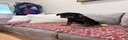Rottweiler dogs for sale: Dark Pink collar girl - Ad 3