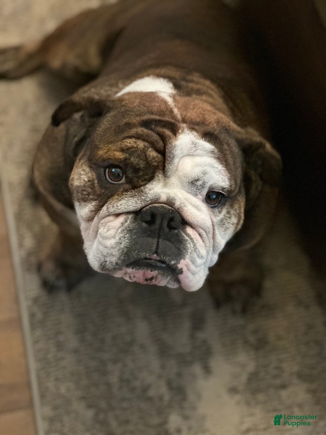 English Bulldog dogs for sale: Phyllis - Ad 10