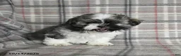 Shih Tzu dogs for sale: Fudge - Ad 5