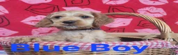 Cockapoo dogs for sale: Blue Boy  - Ad 28