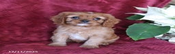 Cavalier King Charles Spaniel dogs for sale: Amber - Ad 1