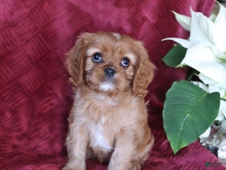 Cavalier King Charles Spaniel dogs Amber - Ad 28