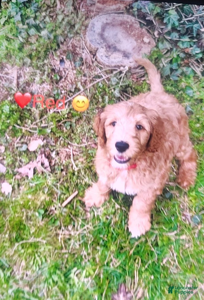 Goldendoodle dogs Redd - Ad 1