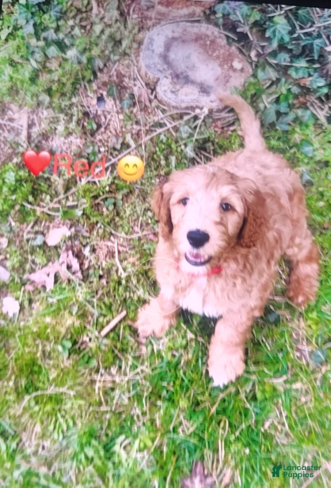 Goldendoodle dogs for sale: Redd  (Multi-gen🐕) - Ad 2