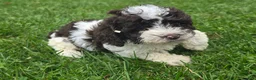 Cockapoo dogs for sale: Cockapoo Female 2 - Ad 2