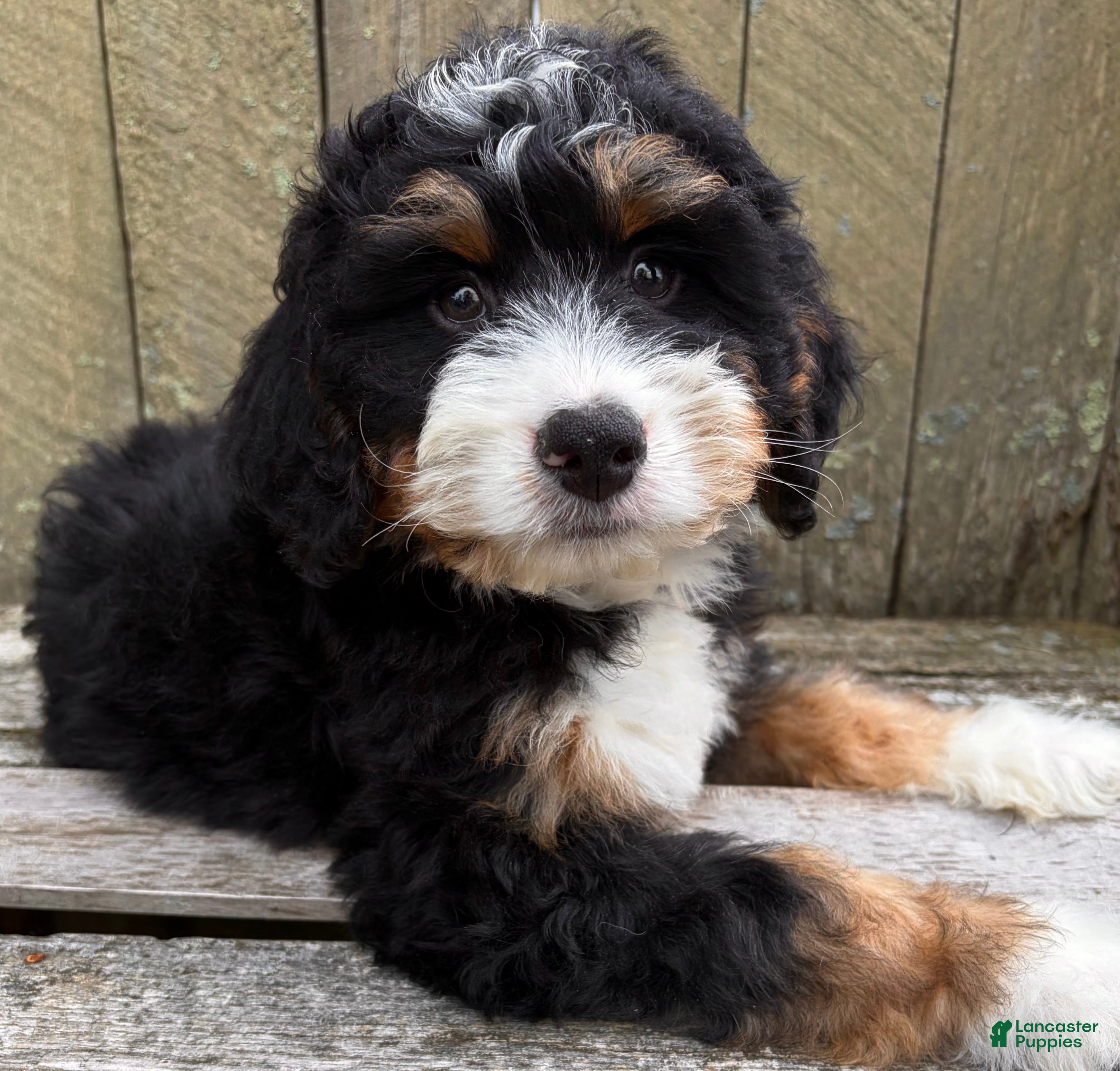 Mini Bernedoodle dogs 🩶IN BOSTON MASSACHUSETTS AREA🩶MINI BERNEDOODLE BOY🩶 - Ad 1