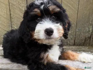 Mini Bernedoodle dogs for sale: 🩶IN BOSTON MASSACHUSETTS AREA🩶MINI BERNEDOODLE BOY🩶 - Ad 2